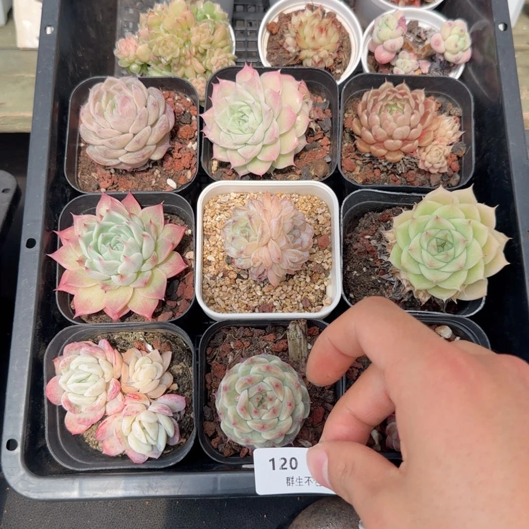 框拍框拍0206-120