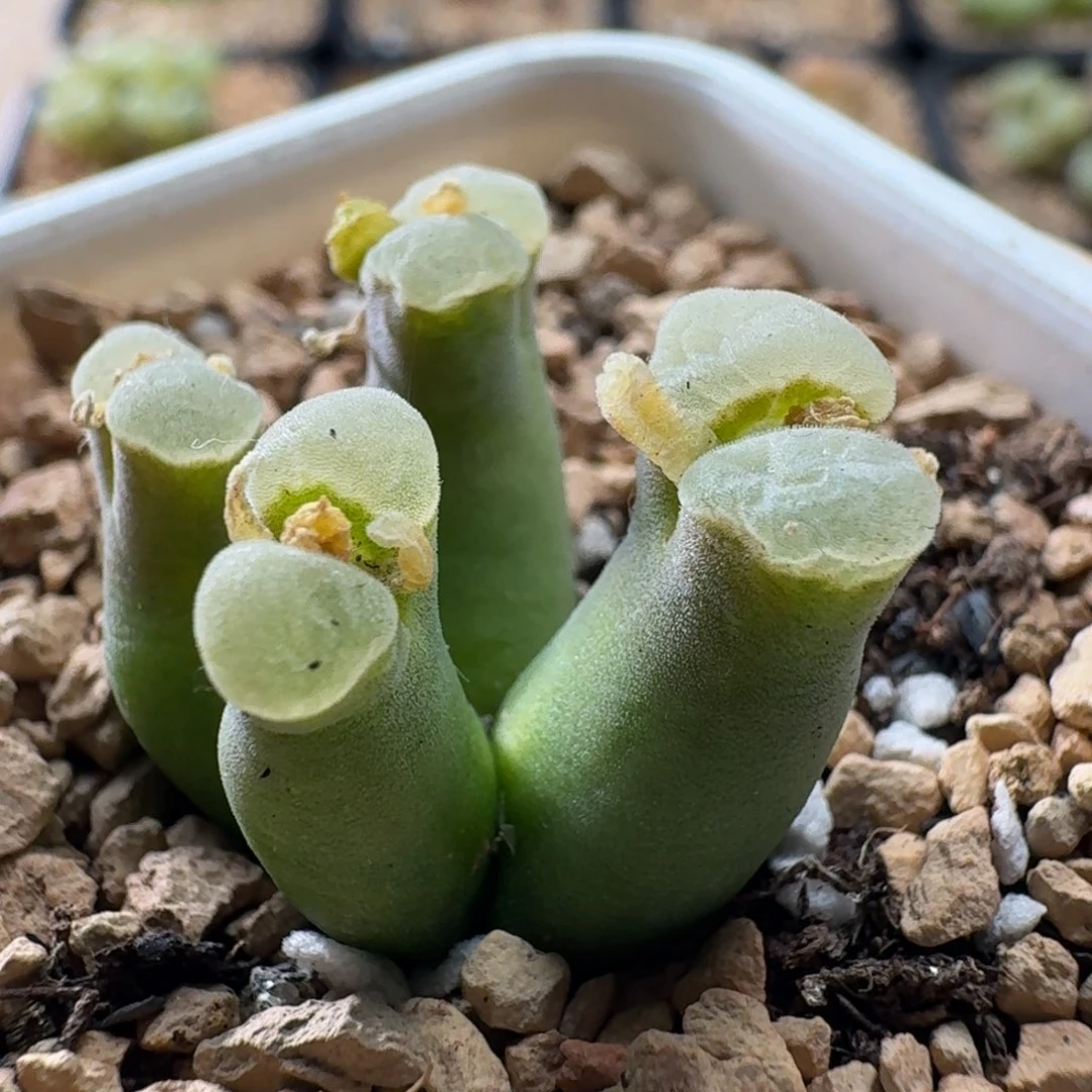 3241风铃玉肉锥植物