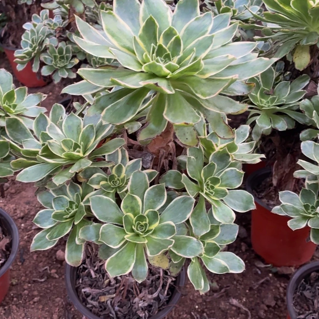 大叶绿玫瑰一棵脱土发货