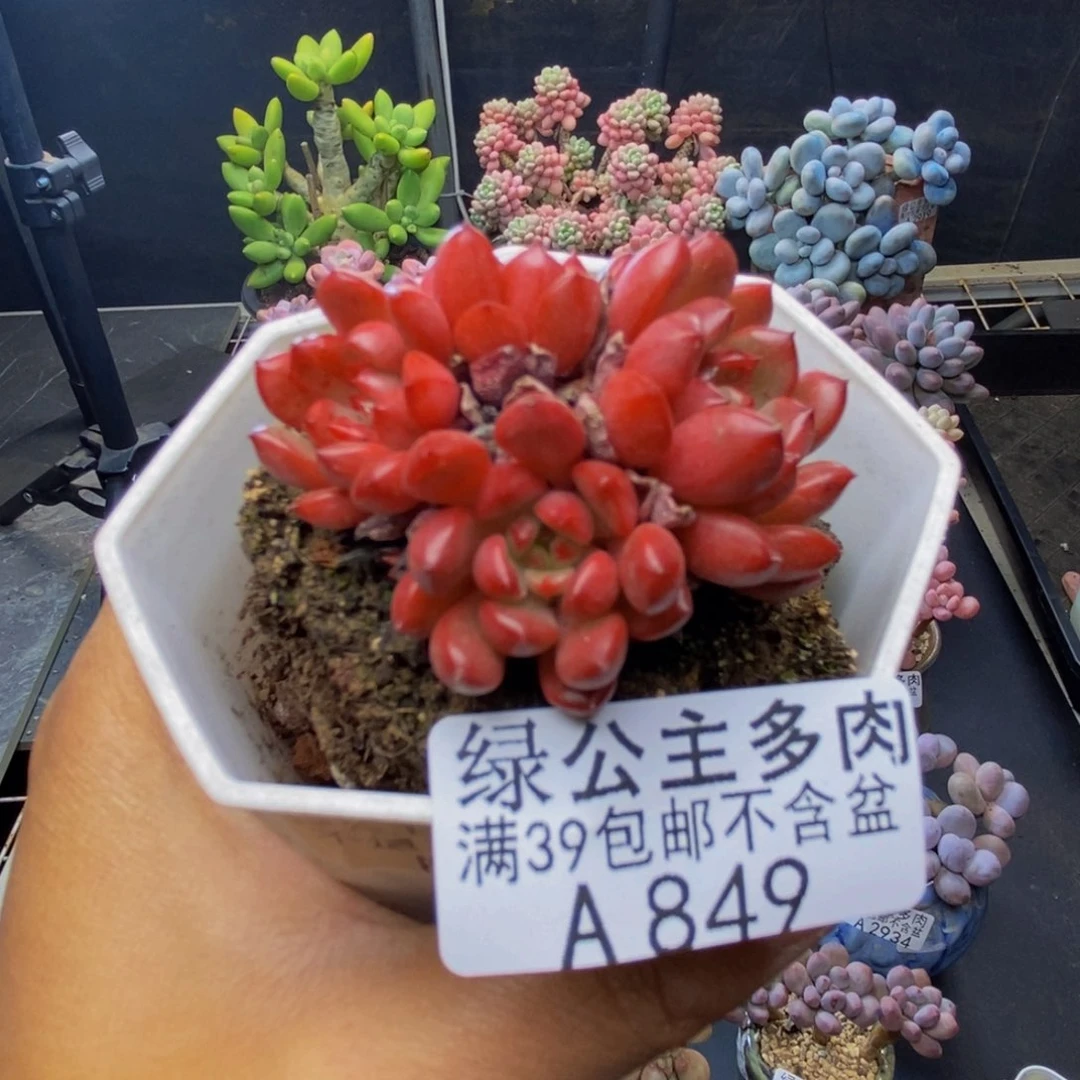 849红宝石多肉4c m