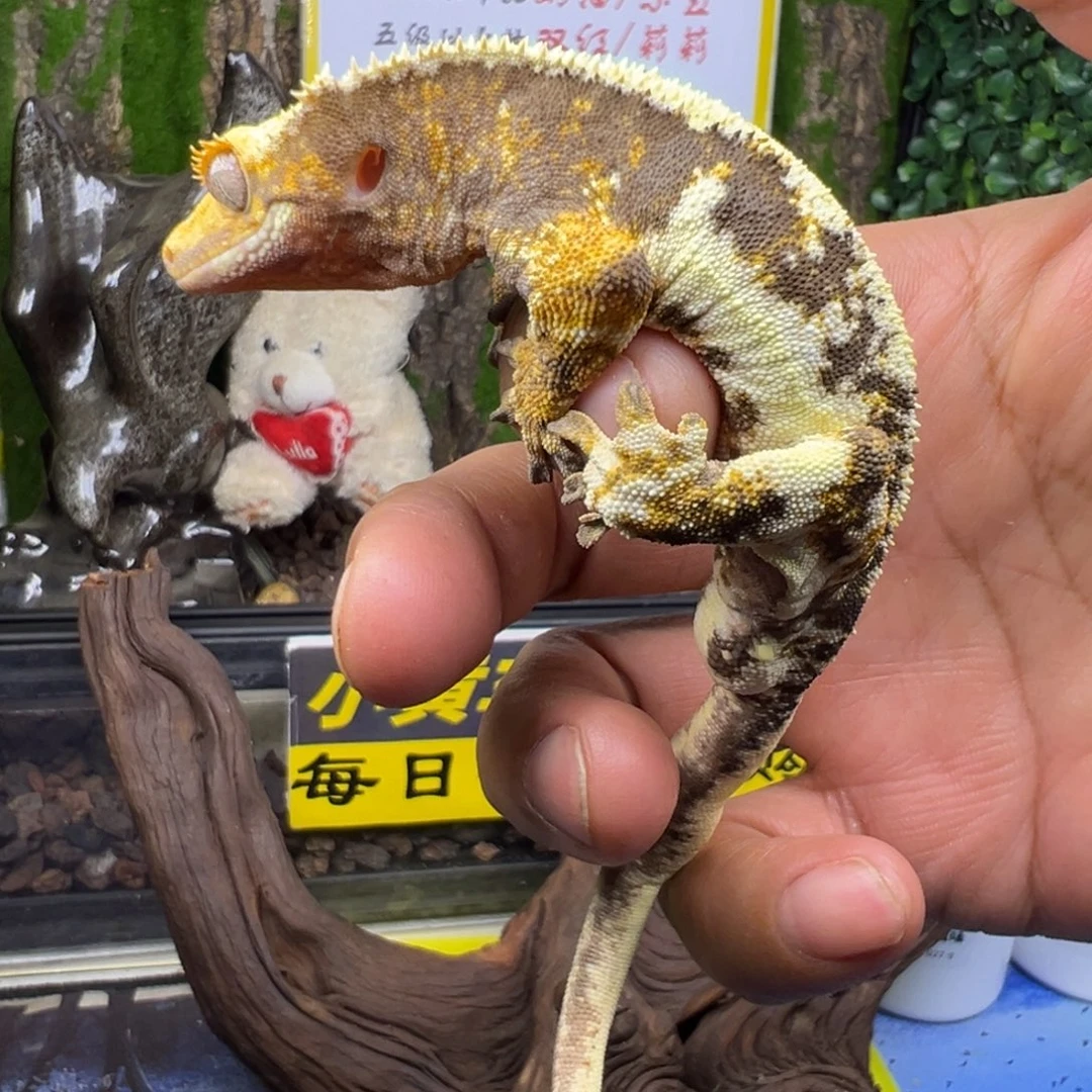 睫角守宫超黑底橙纹三色莉莉成体