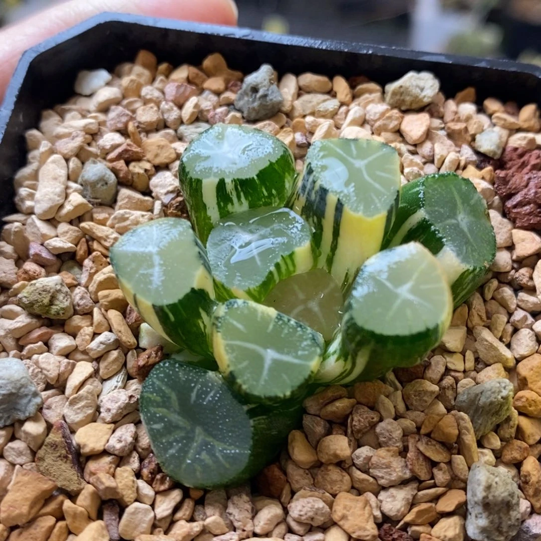 122号玉龙万象锦带盆