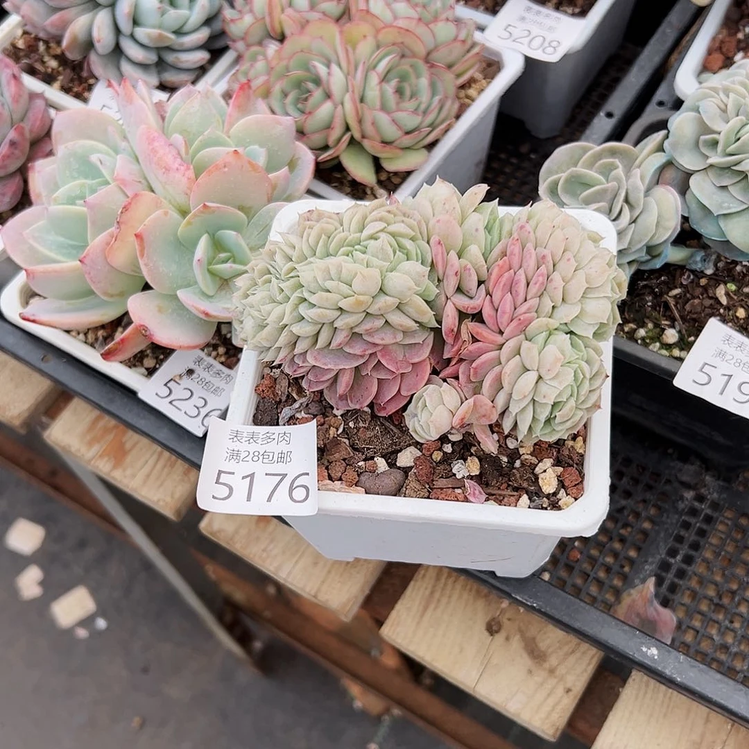 9号我们的确是5176