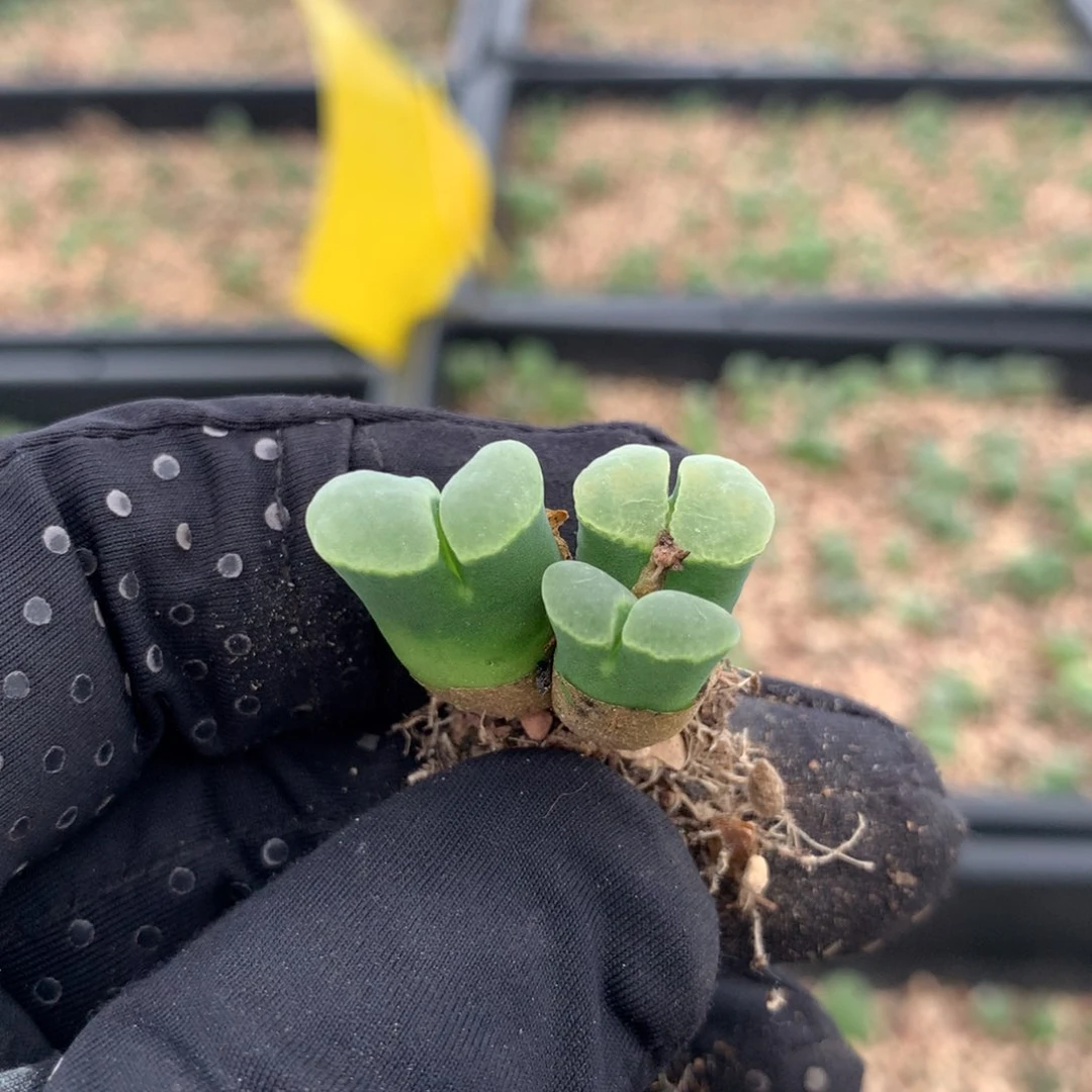 a662风铃母本2151