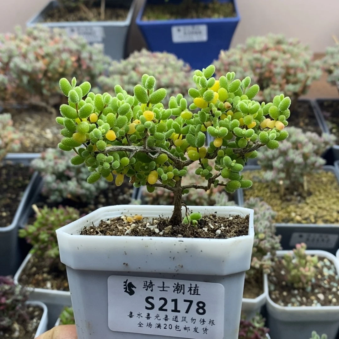 2178金桔糖球枝干