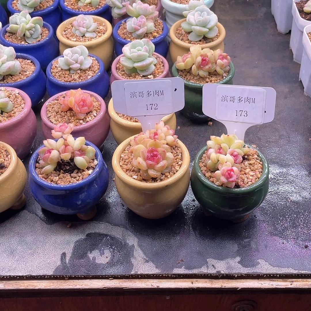 麻**将滨哥多肉M172，173琴心四头五头