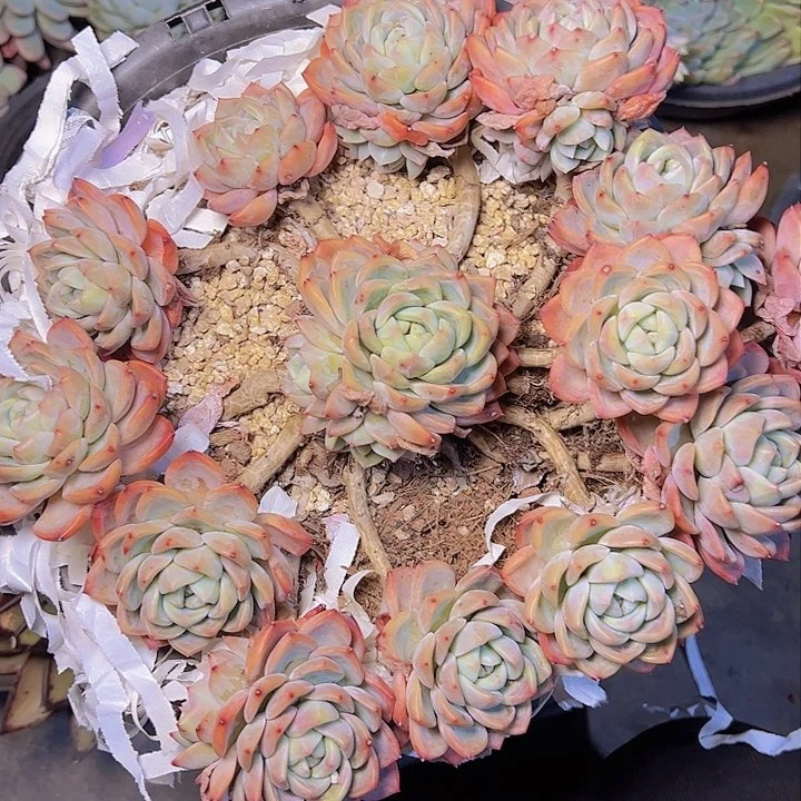 微**?972///////////////