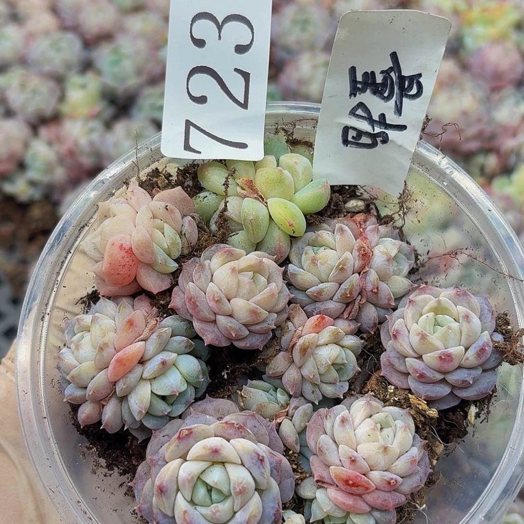 多肉植物多肉植物723量拍