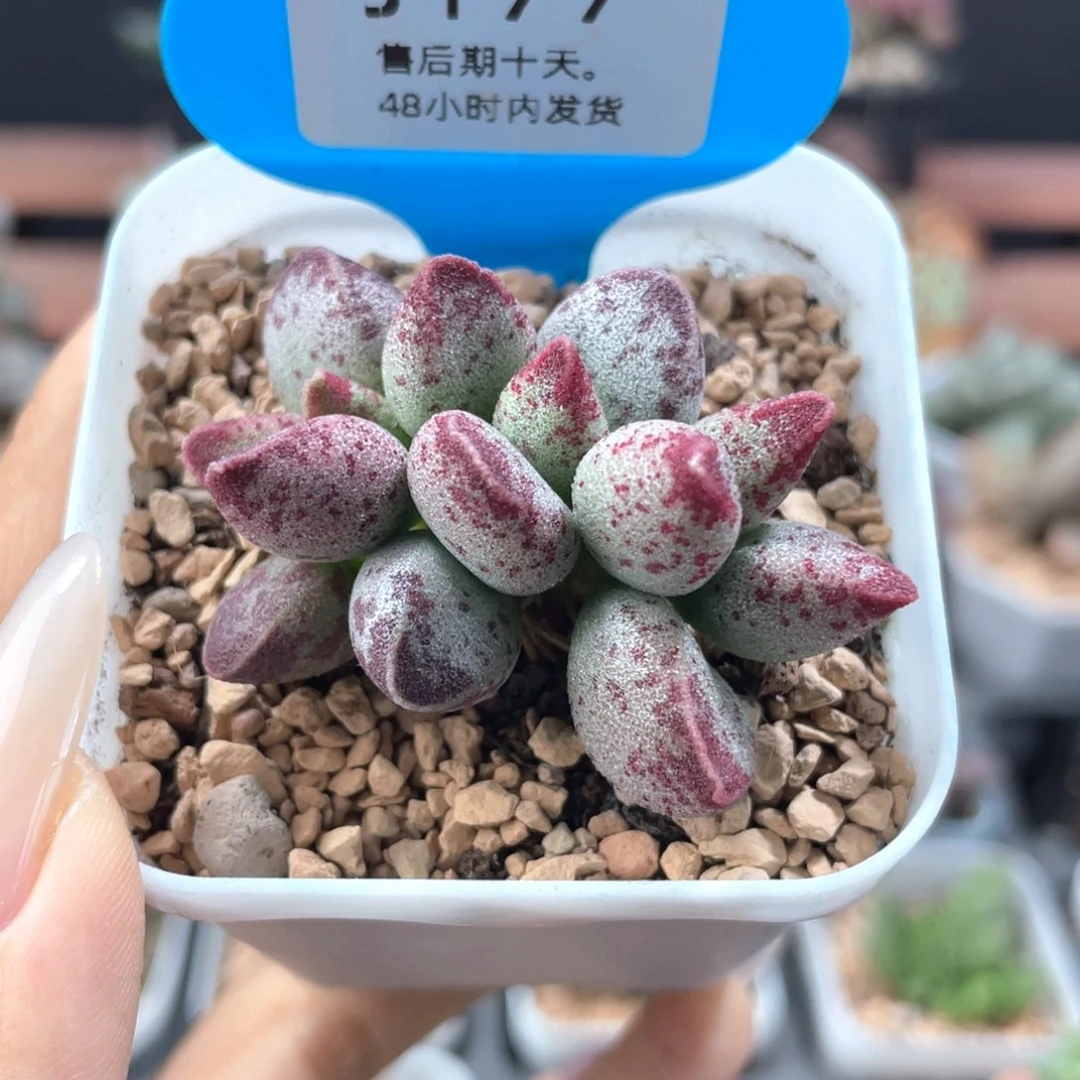 花斑鹿。   177。