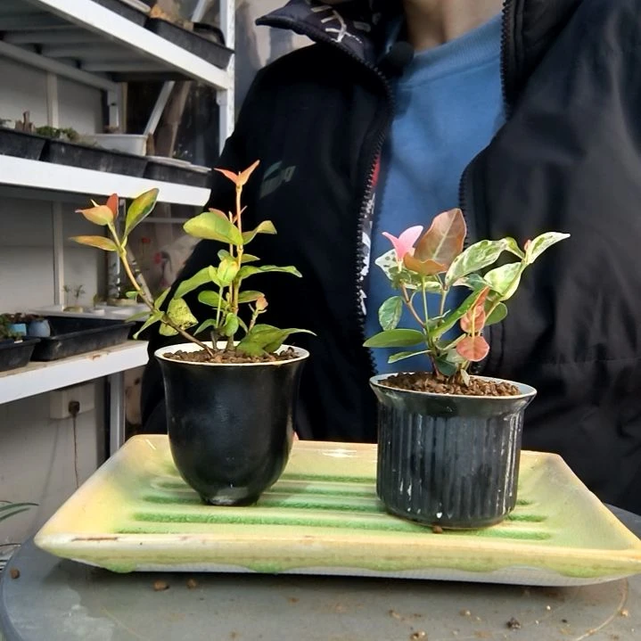 无*小盆景小植物一物一拍189