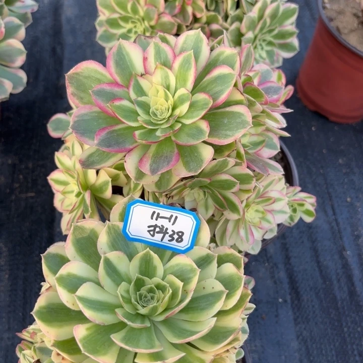 三颗有砍母本玉姿38