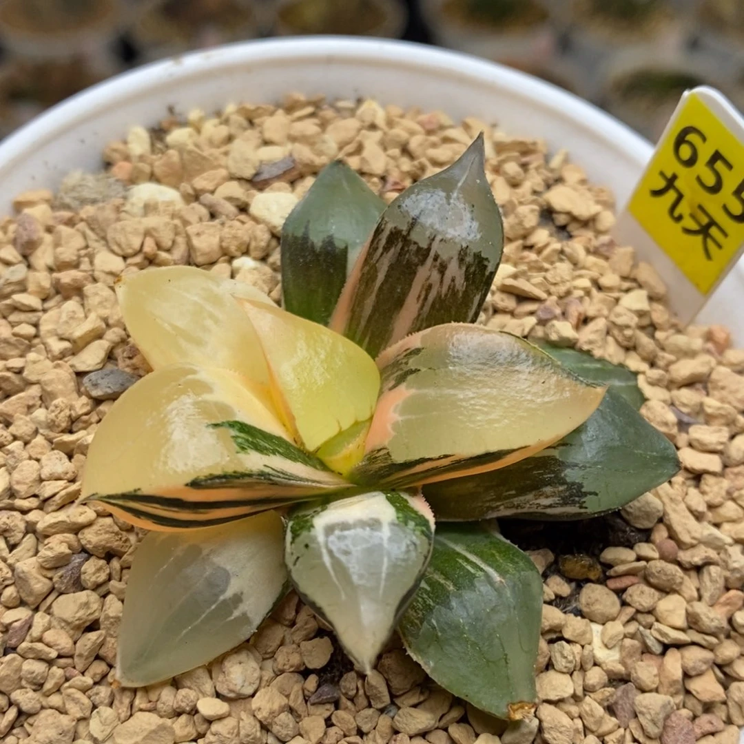 655号龙喜多肉植物