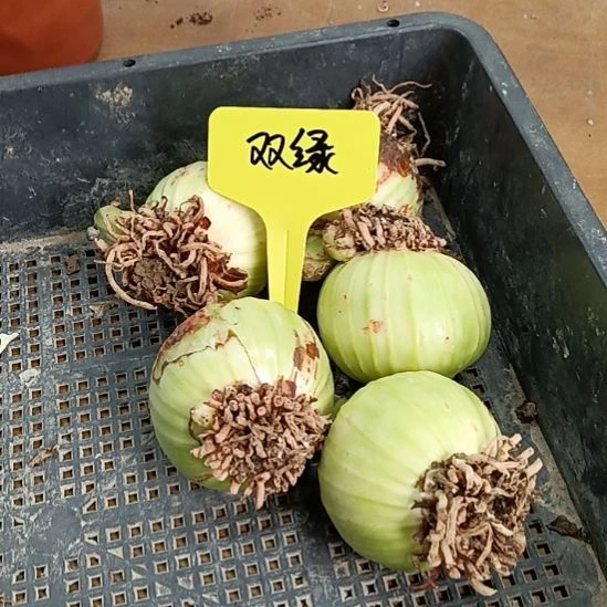 无花朵双绿5.5发一个
