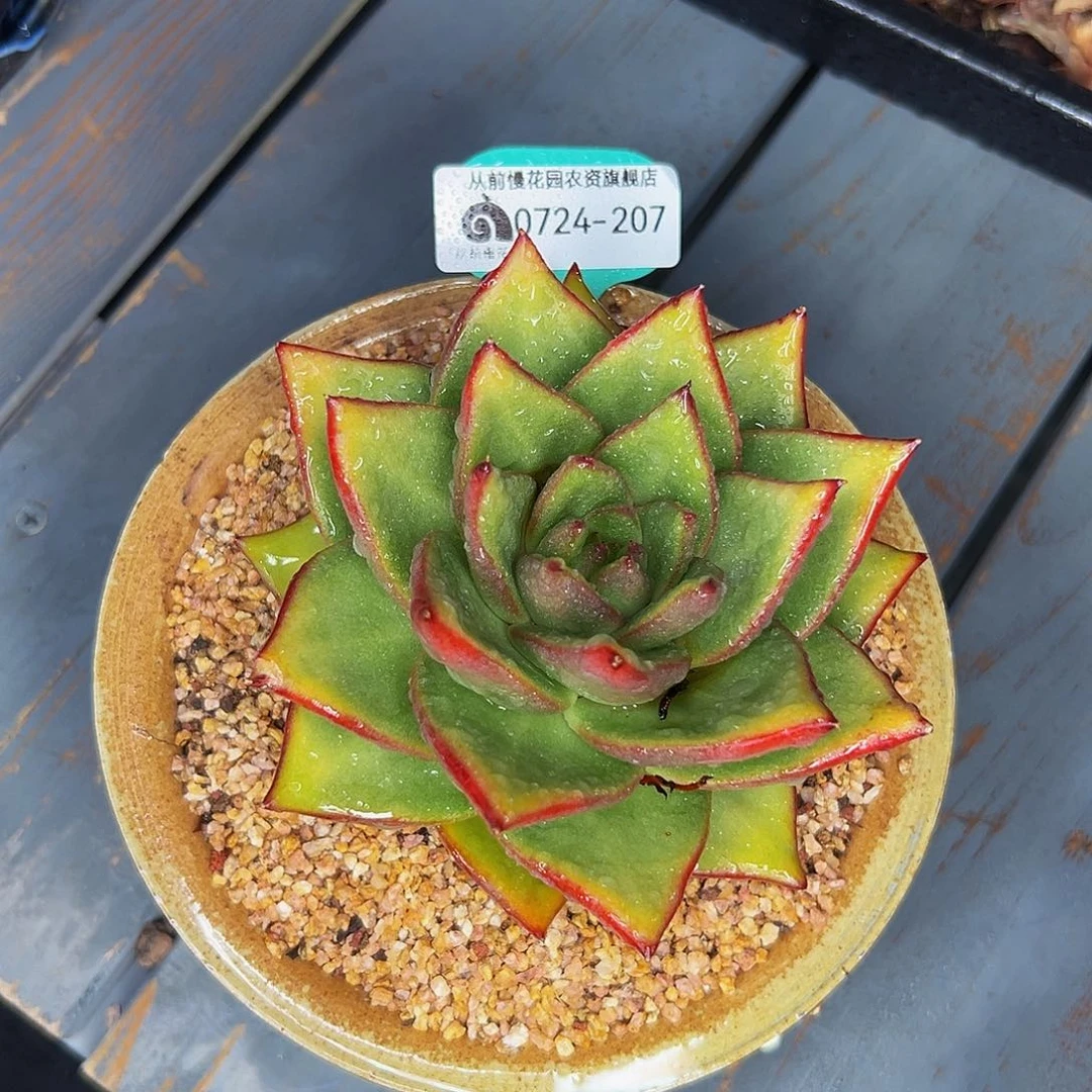 飞**天多肉一物一拍0724-207