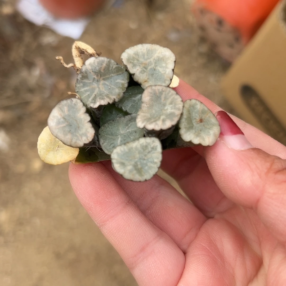 多肉植物多肉植物