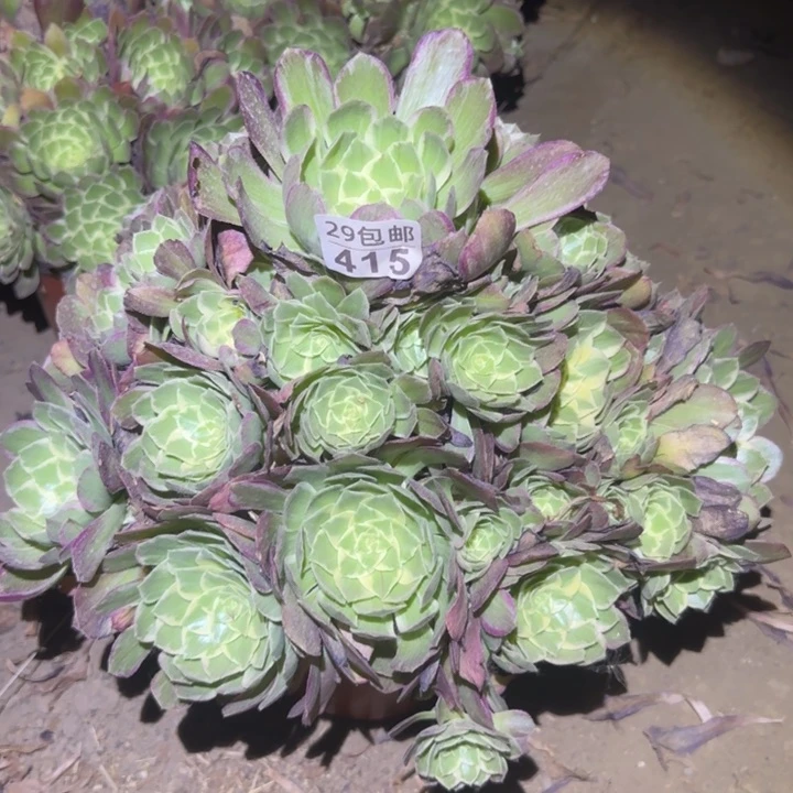 水蜜桃……不包断枝……