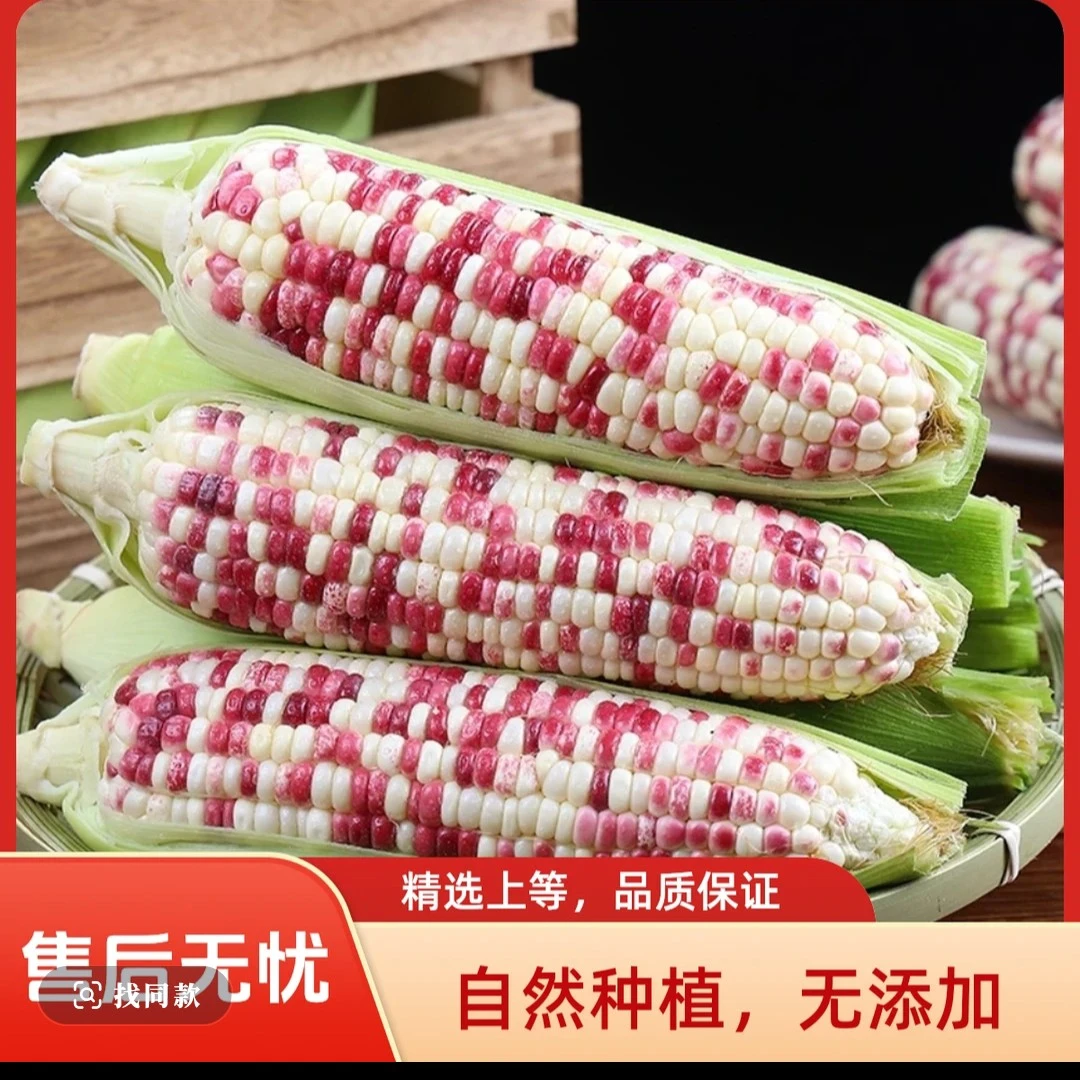 山东5斤现摘花糯玉米香甜可口当季粗粮早餐带壳玉米山东省