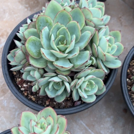 喵***酱牡丹亭 群生 夏鸣园艺