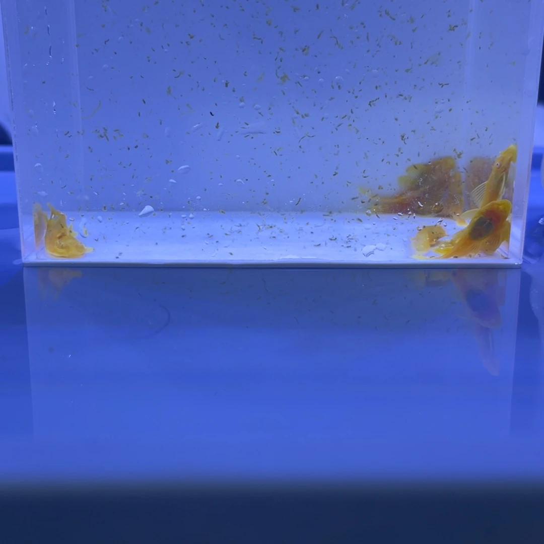 孔雀鱼胡子十条开箱视频报损