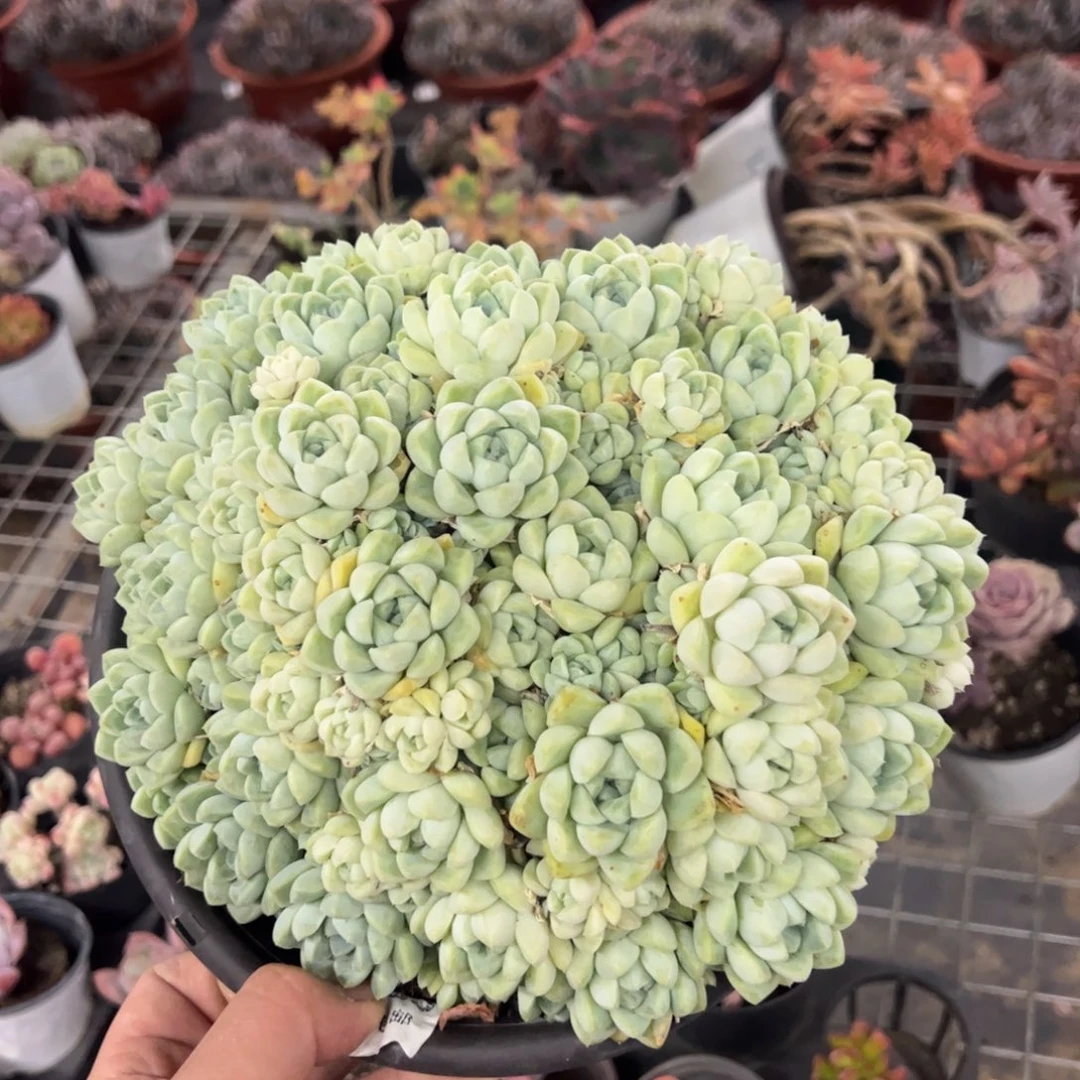 厚叶月影超级大整桩带盆土