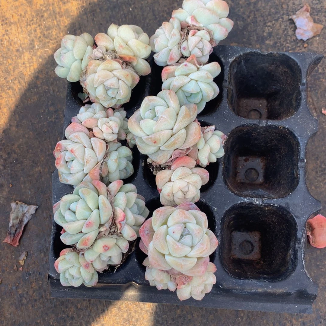 精控冰玉组合一物一拍