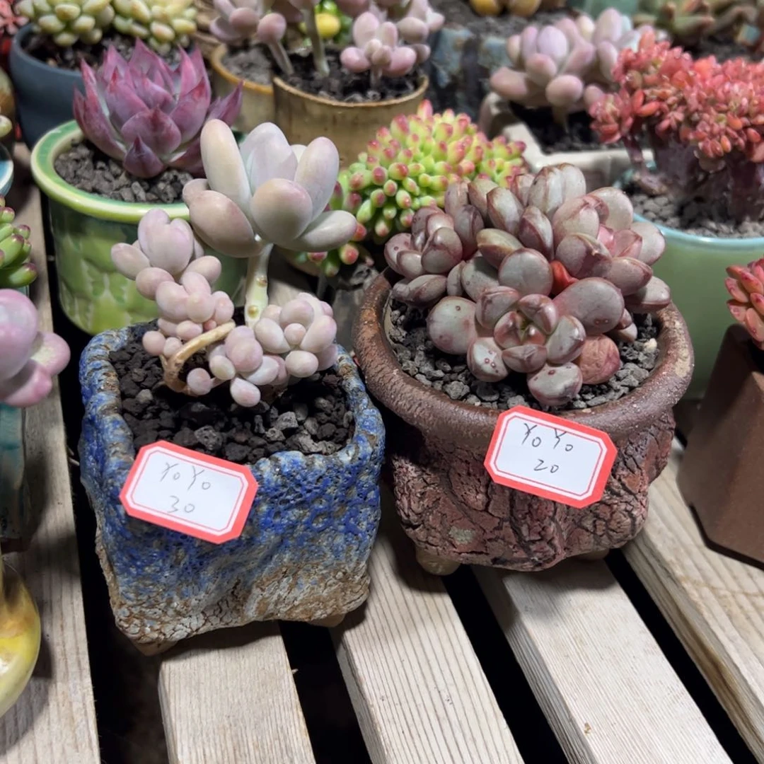 多肉植物多肉植物