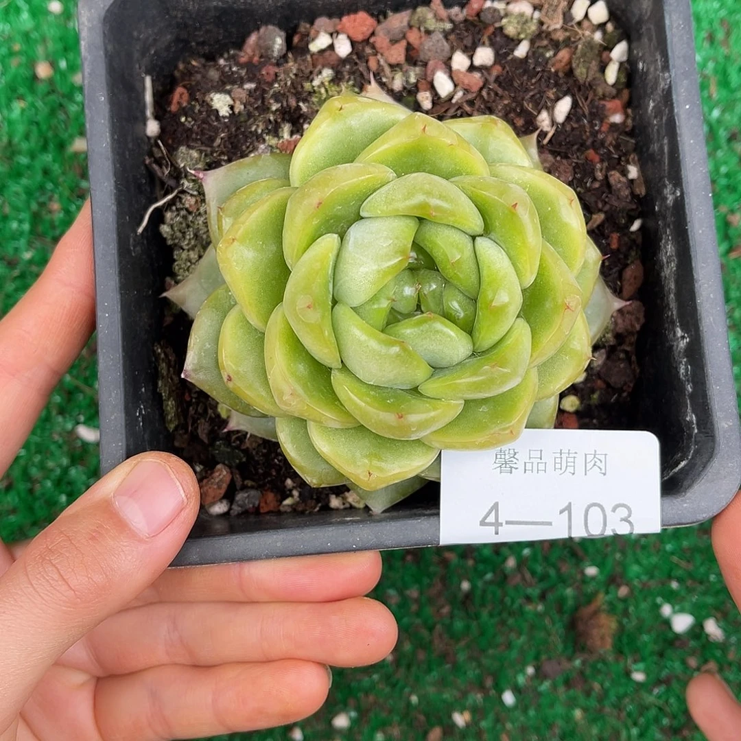 多肉植物一物一拍4-103