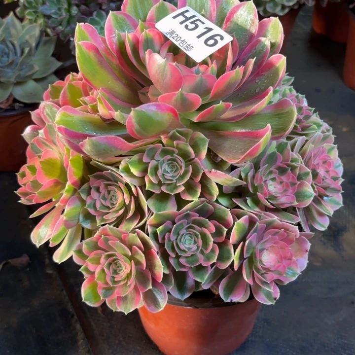 瑞妈，。。。。。。516初恋，