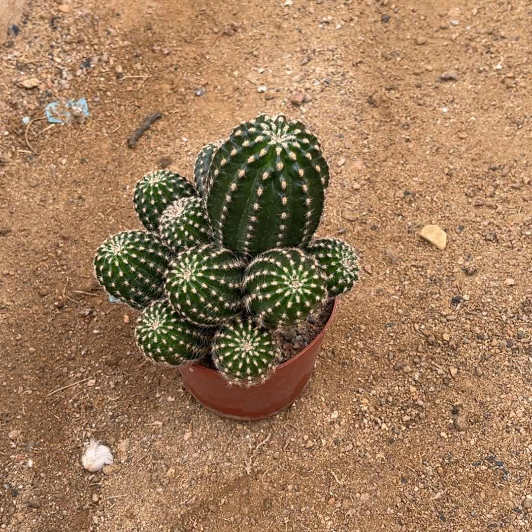 y****n实生黑金刚仙人球