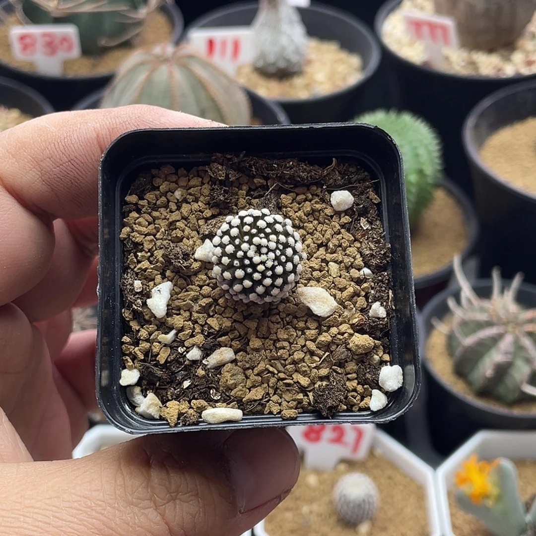 松针牡丹 紫花 带盆土包邮