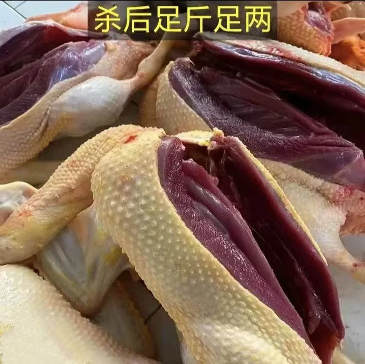 WZ精选4只自然生长土鸭五谷喂养新鲜宰杀京东顺丰无掌翅无内脏