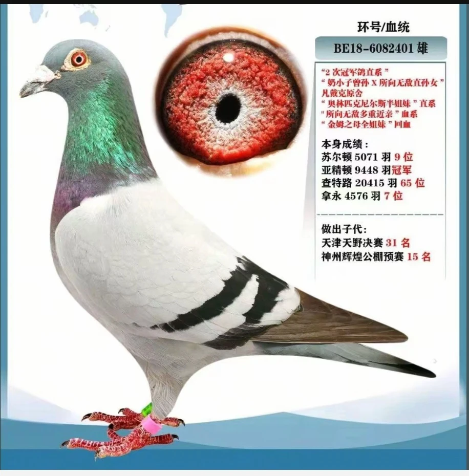 信鸽公棚获奖鸽天落鸽子幼鸽精品种鸽原环种鸽