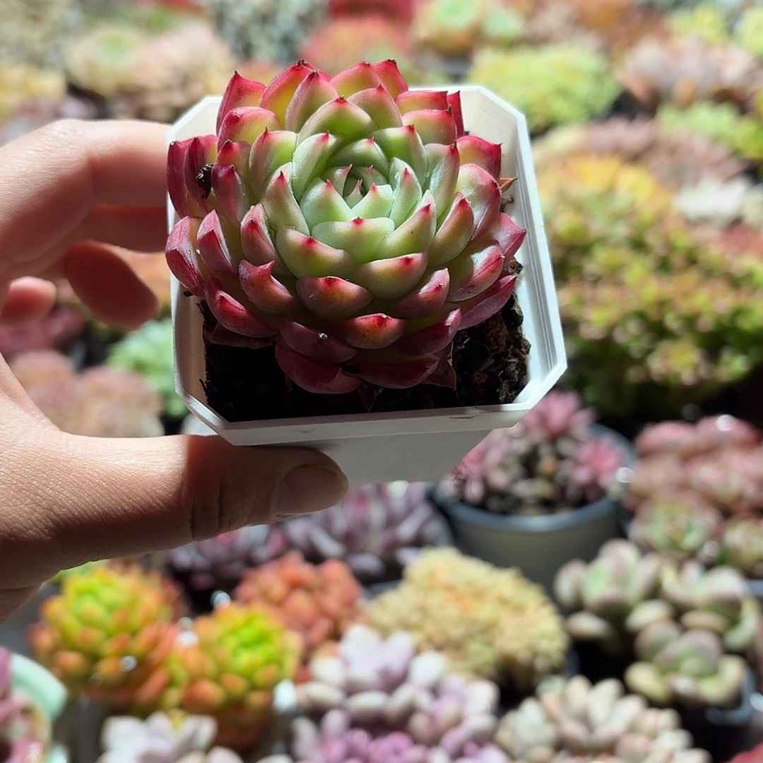 粉水晶多肉7㎝盆单头