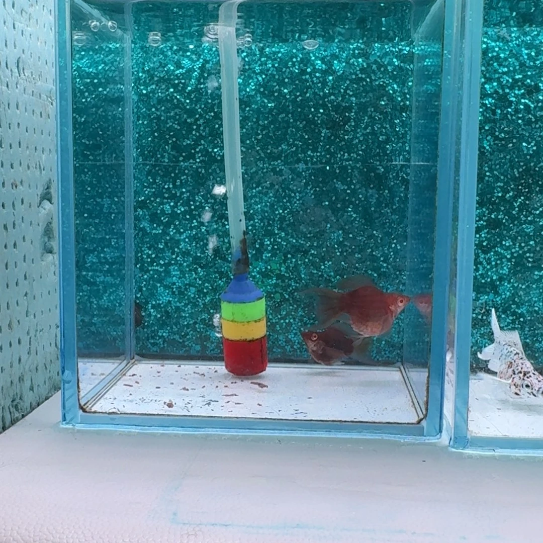 黑玛丽鱼994号玛丽2条