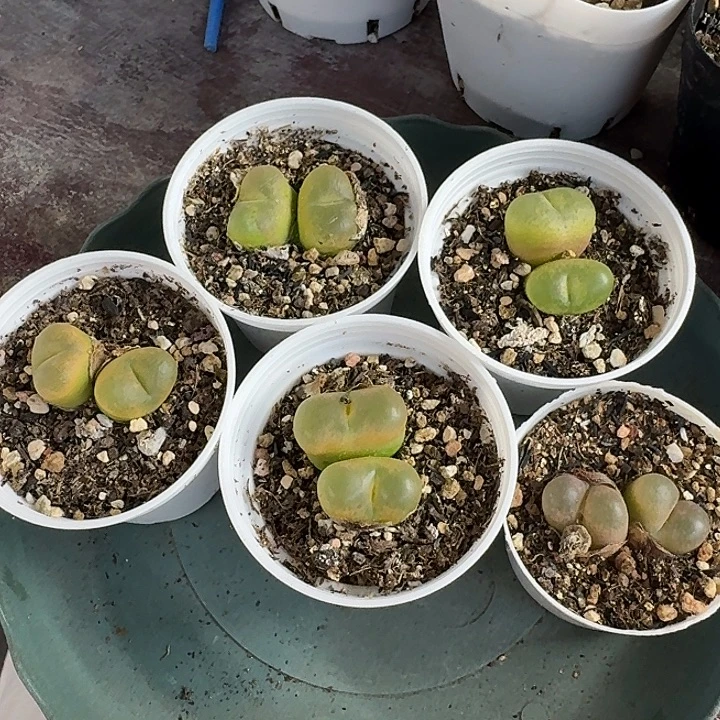 老马生石花双头毛1615