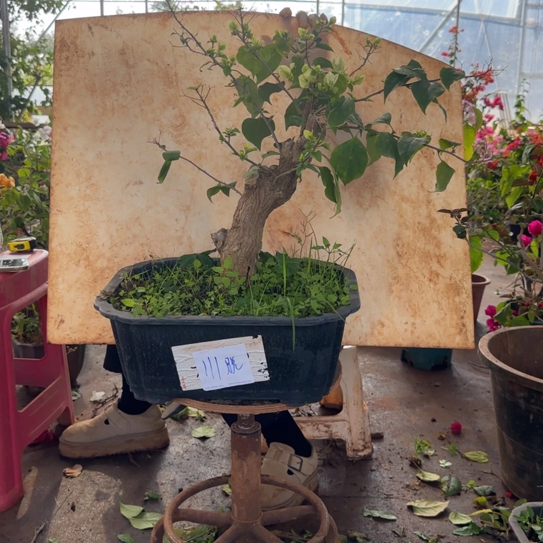 大部分花苞少量开放绿樱 111脱