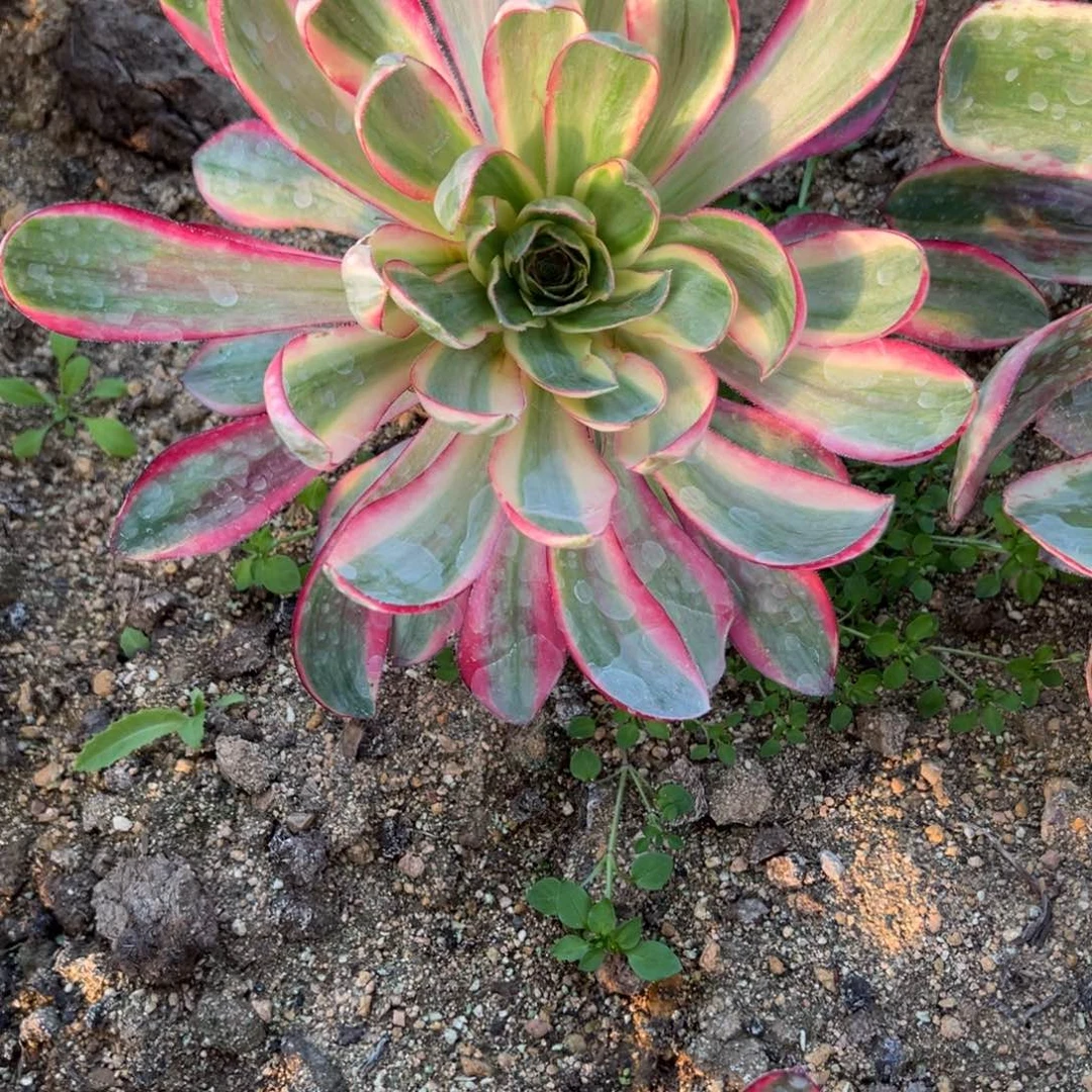 145烈焰多肉多肉植物山东