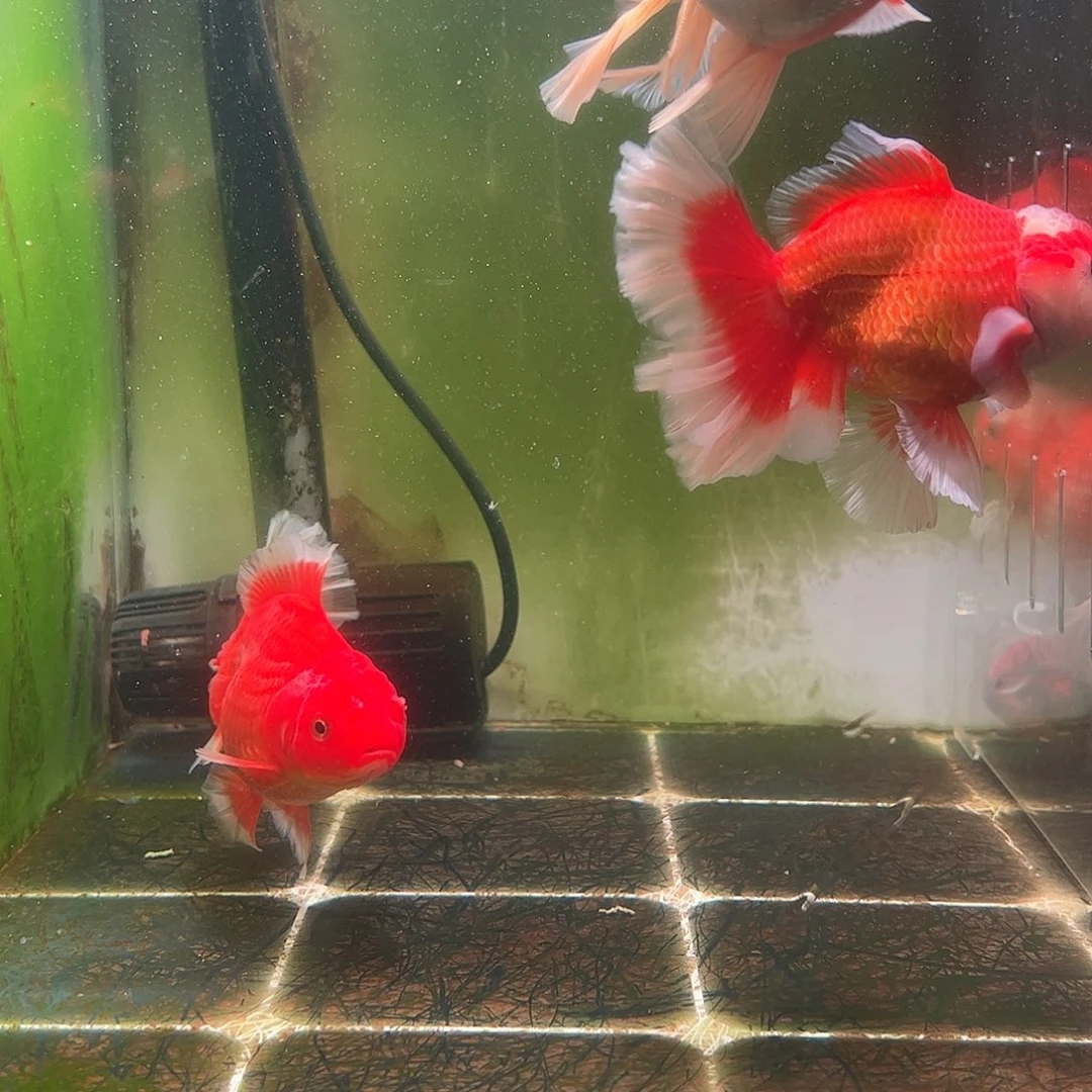 金鱼百褶泰狮压成27