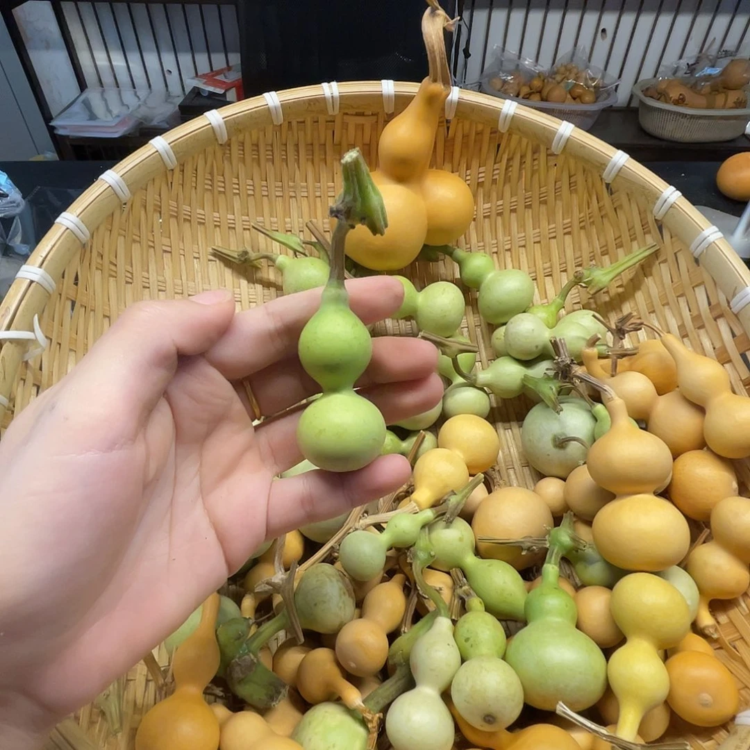 葫芦娃兄弟姐妹葫芦兄弟