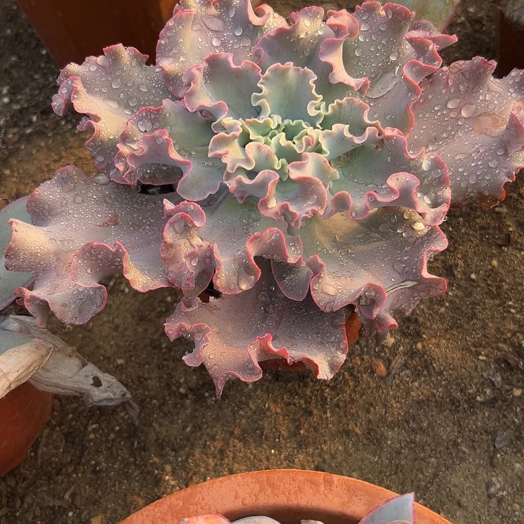 多肉植物高沙之翁
