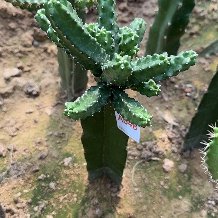 肆****无花朵嫁接水仙情郎648