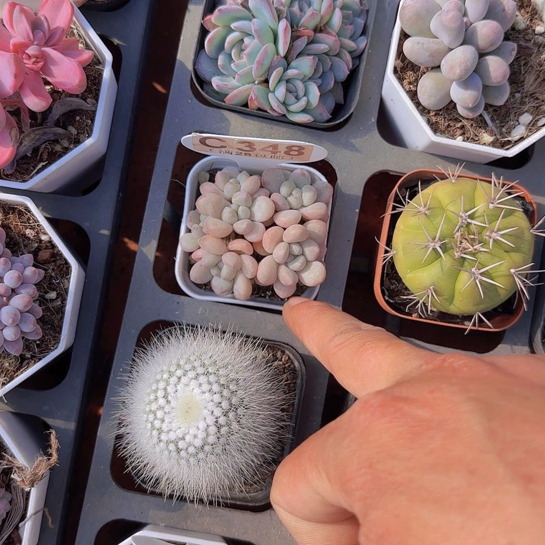 C348泡泡糖一物一拍