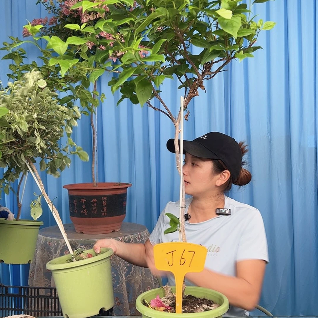 思****大部分开放少量花苞J67苏瓦娜
