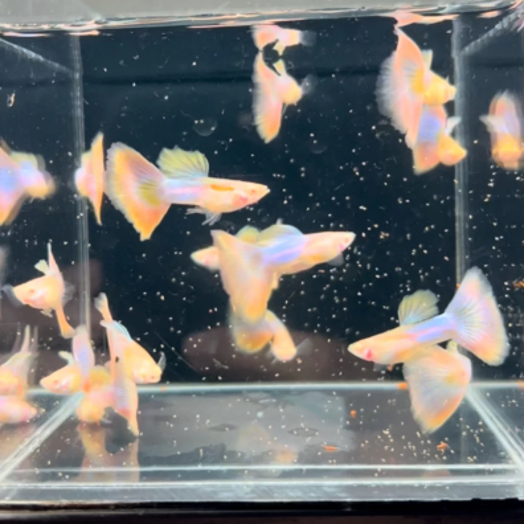 天使彩虹孔雀鱼观赏鱼