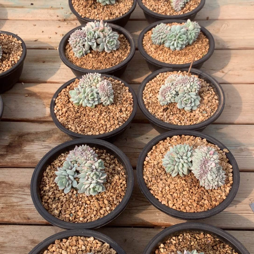 戴露露缀化，B组随机，售后范围：签收起7天内