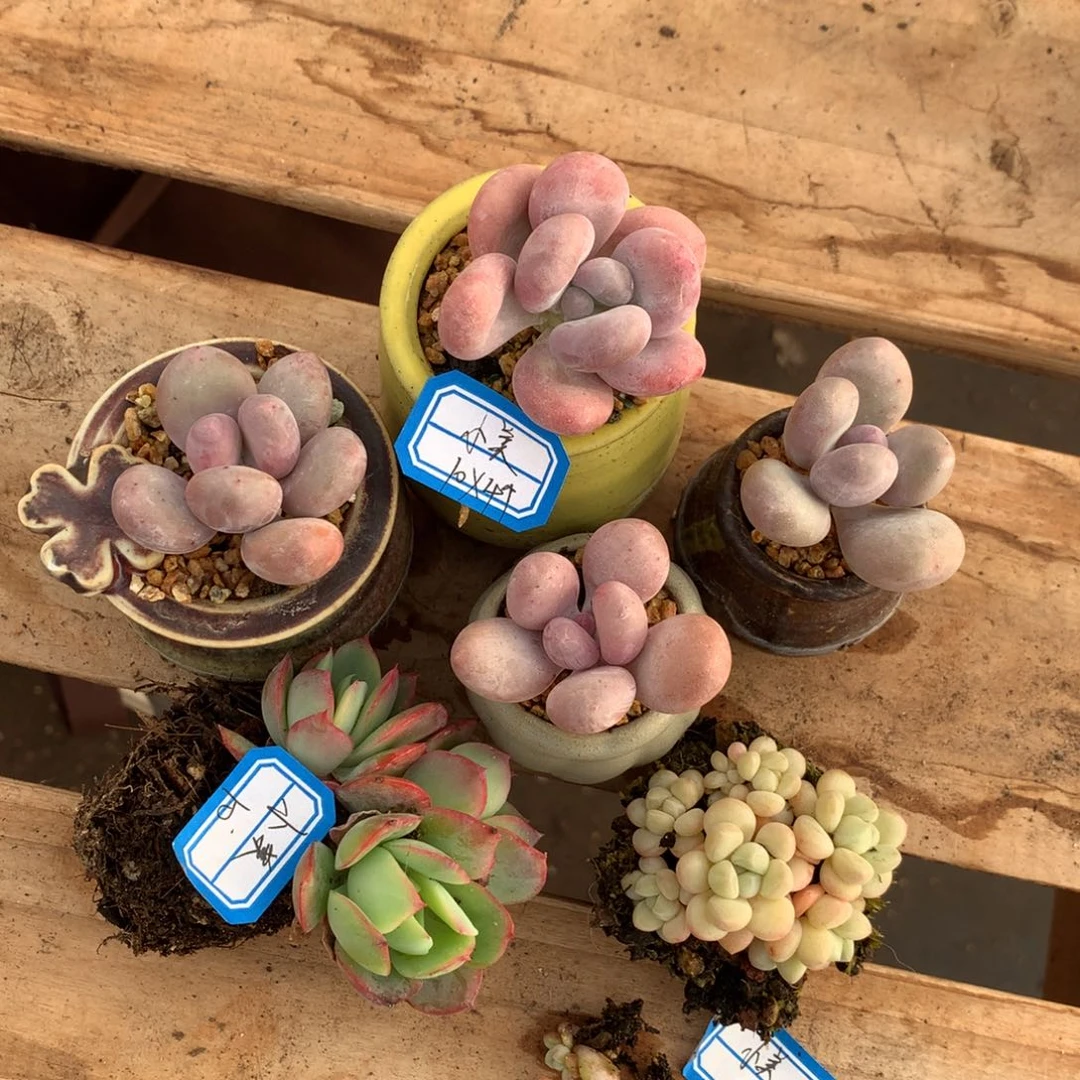 汐***么小美    6花