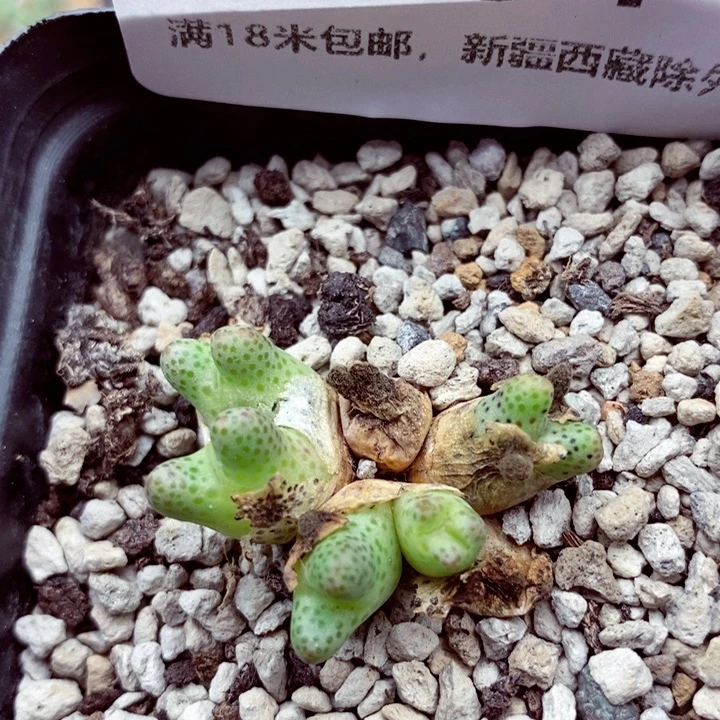 3654。