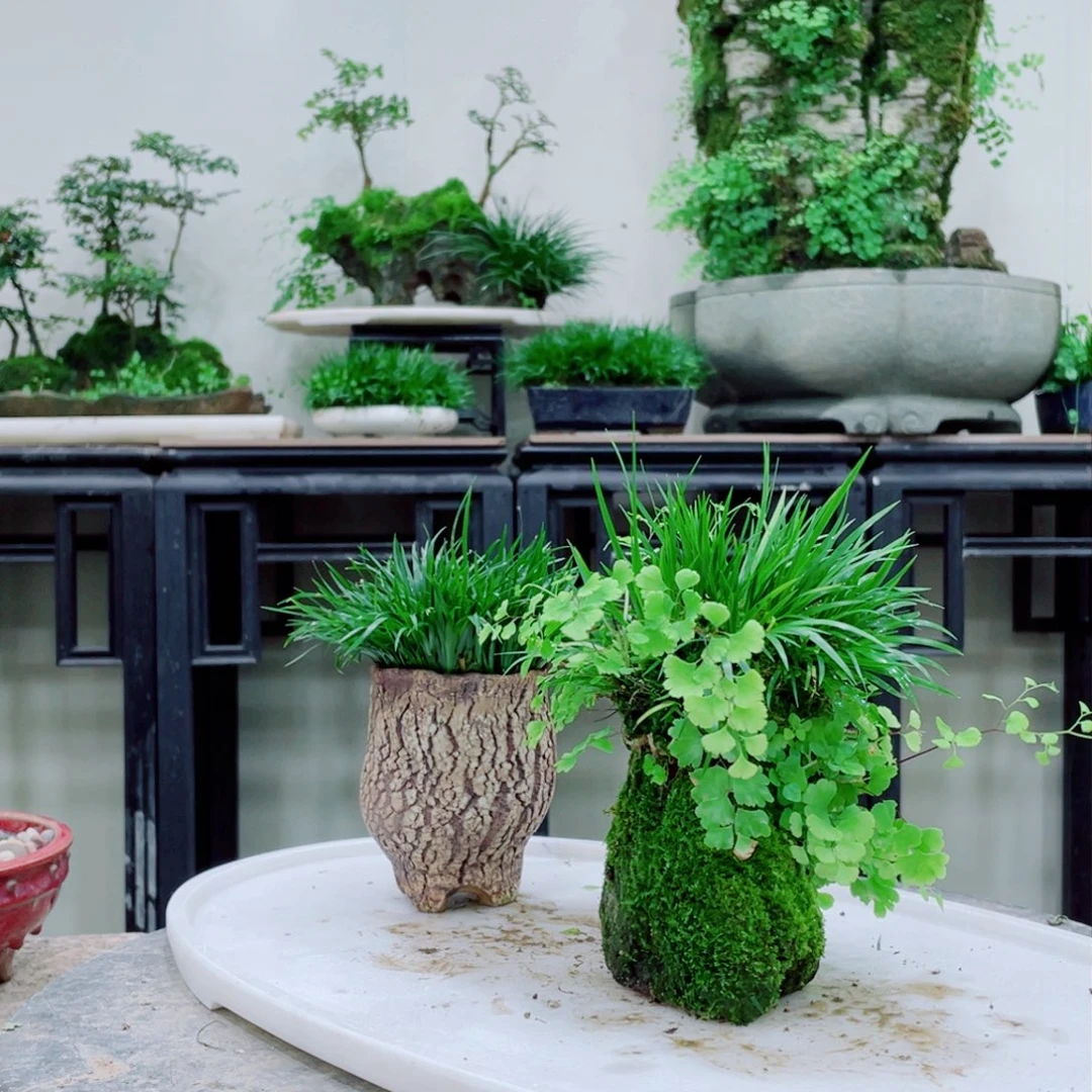 无铅玻璃吴*铁线蕨等植物为主的