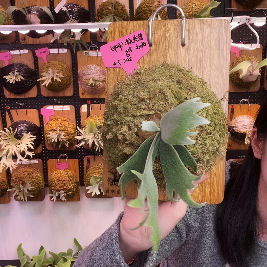 Nook黑牌侧芽 发光体