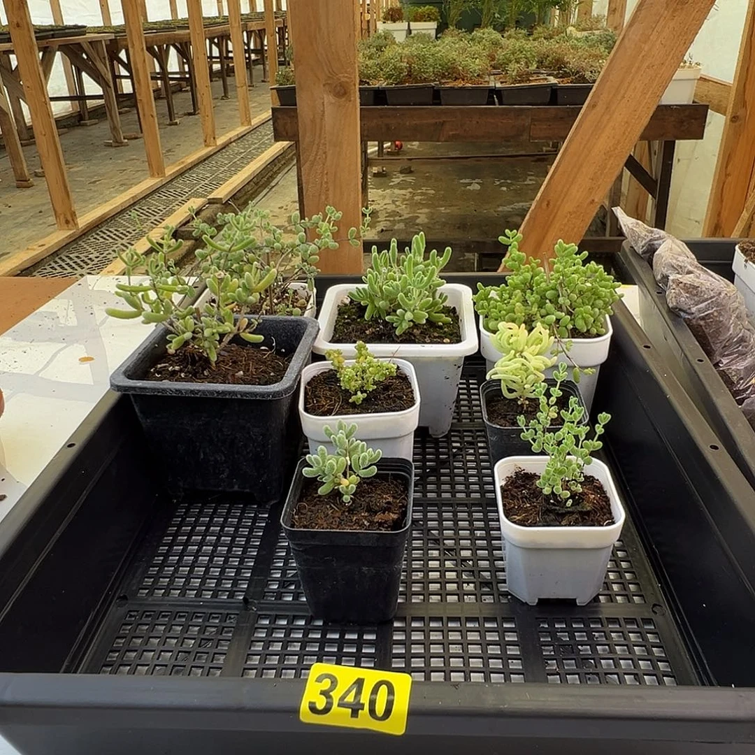 @***球枝干番杏多肉植物340